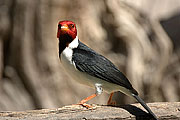 Picture 'Br1_0_00970 Pantanal bird, Brazil'